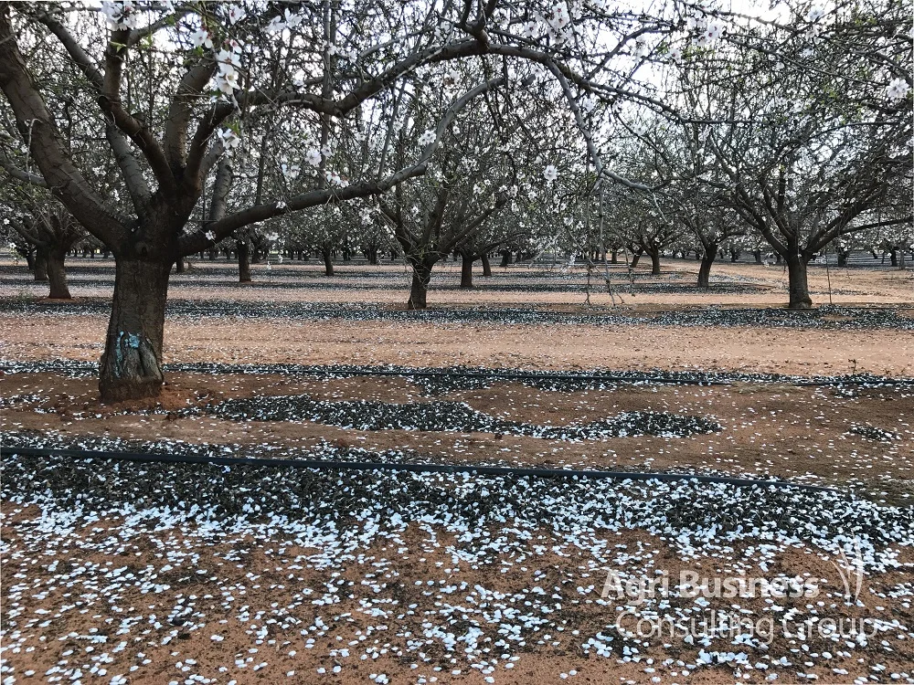 Mildura almond orchard in early spring.