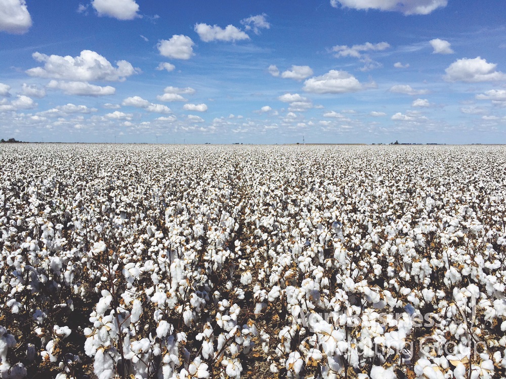  Darling Downs Cotton, Pre-Harvest. 