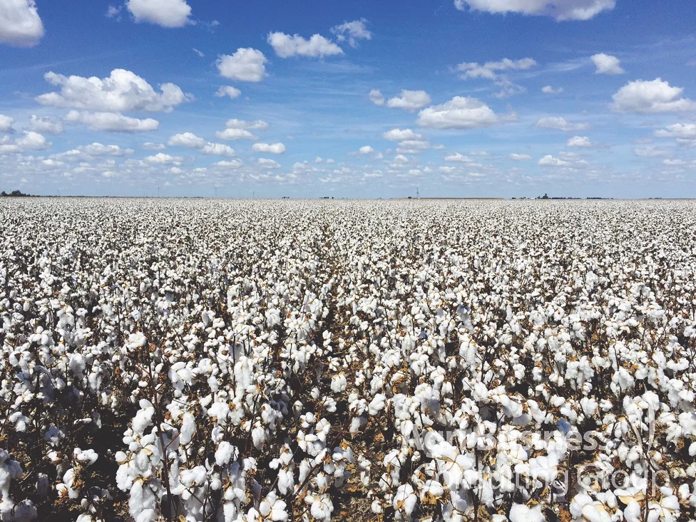 Darling Downs Cotton, Pre-Harvest.