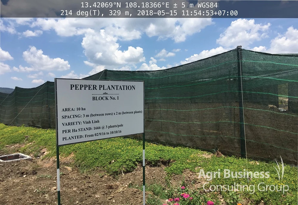 A young peppercorn plantation recently visited in Vietnam to conduct a risk review survey.