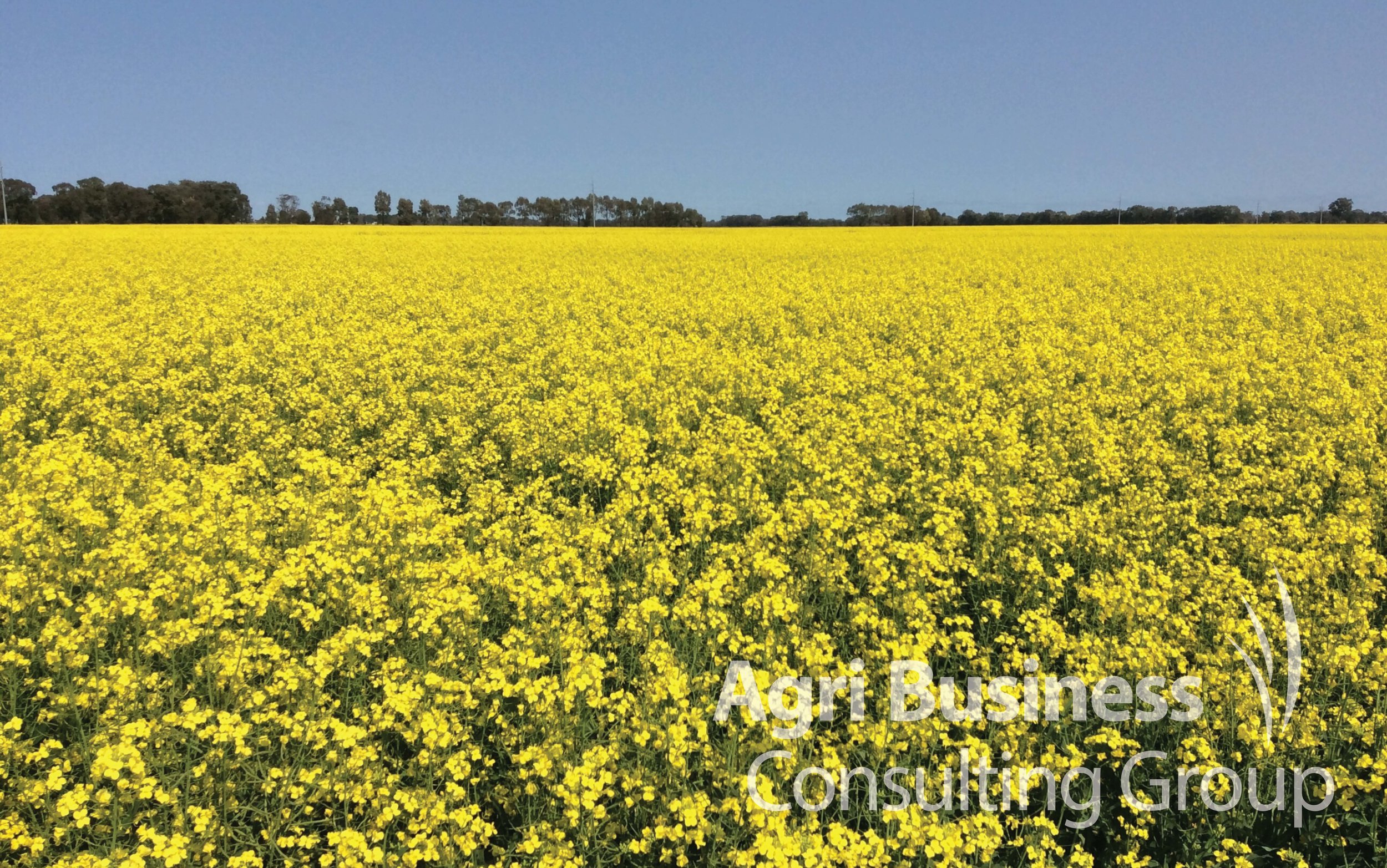 Canola in full bloom, NSW.