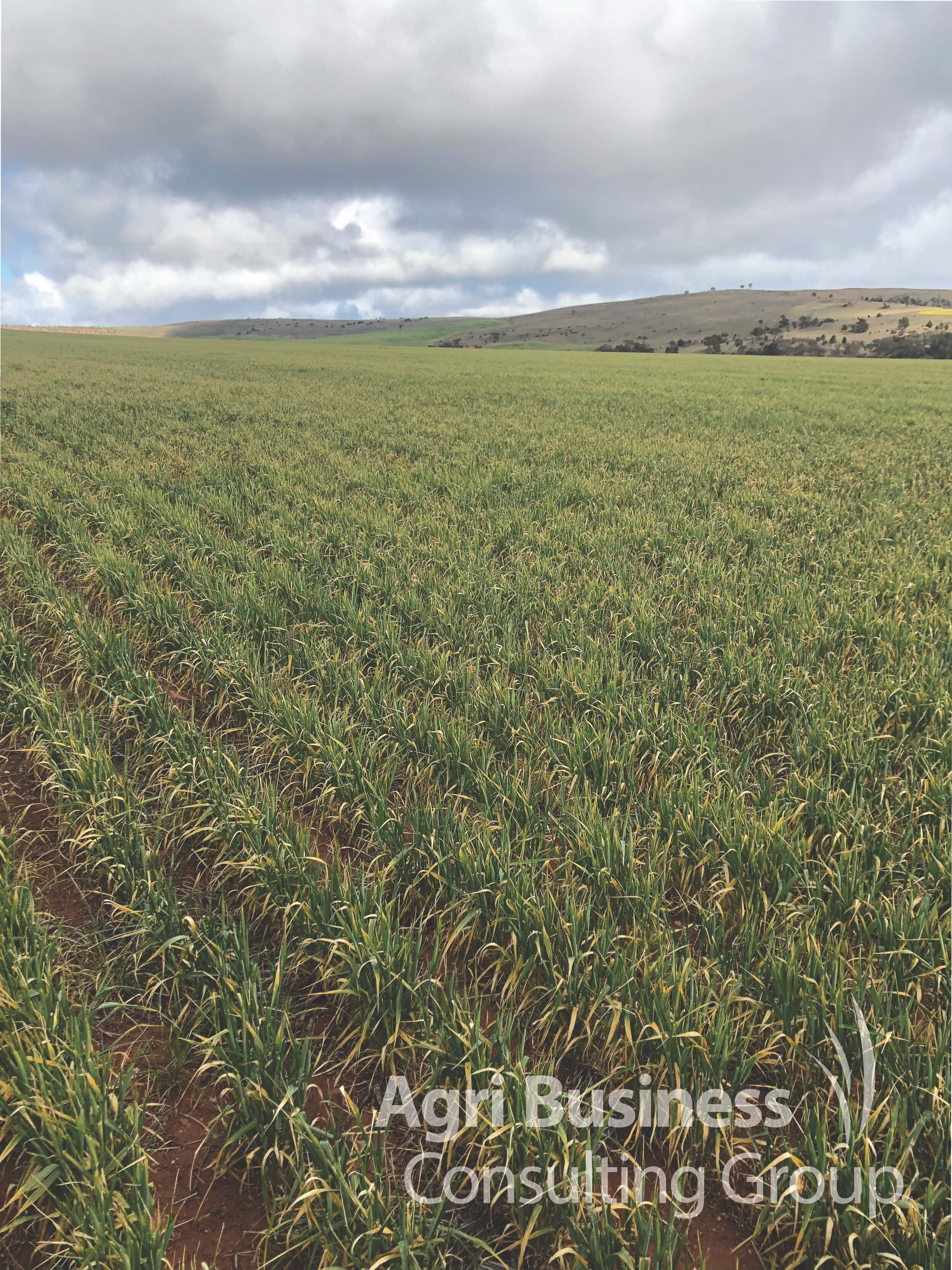 Frost affected Barley crop, October 2019