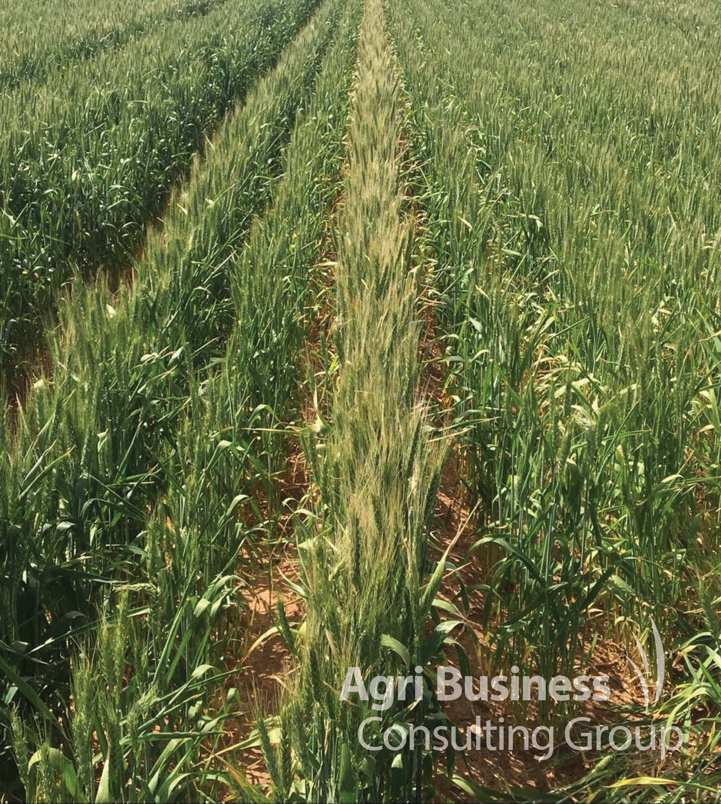 Frosted Barley Crop SA, October 2019.jpg