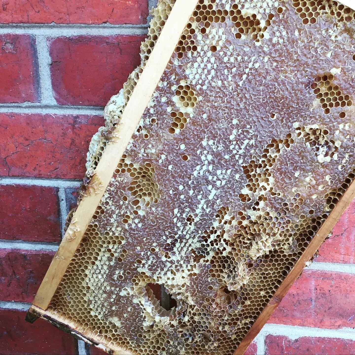 Menu Highlights — the collective