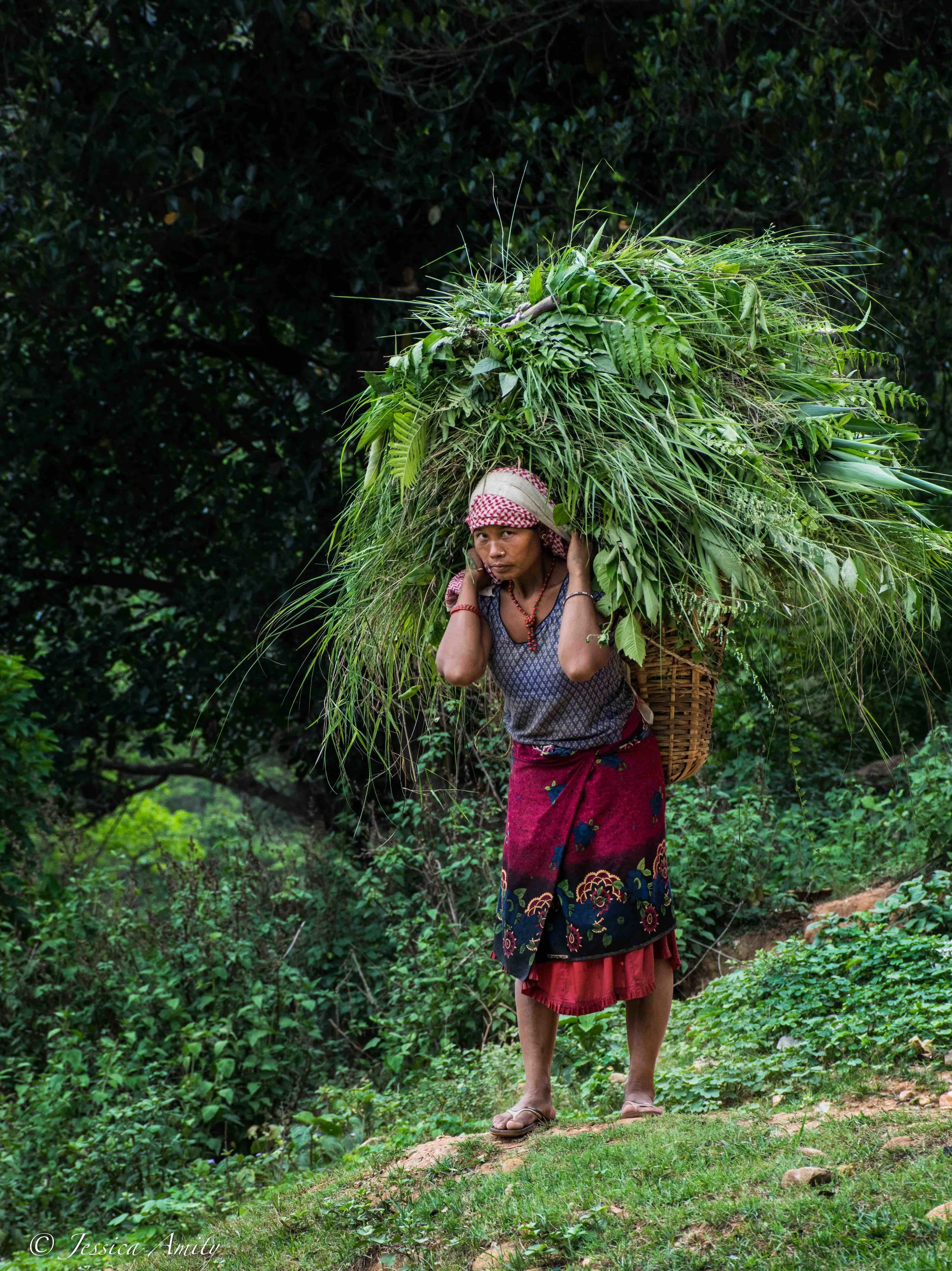 A photo showing the incredible strength of the women from the Majhi community (although such sights are not confined to just Bodgaun). Another daily duty for them is collecting grass and leaves for the livestock each family keep. Roughly 400 families, each of those will have buffalo, cows, pigs or goats... or a combination.