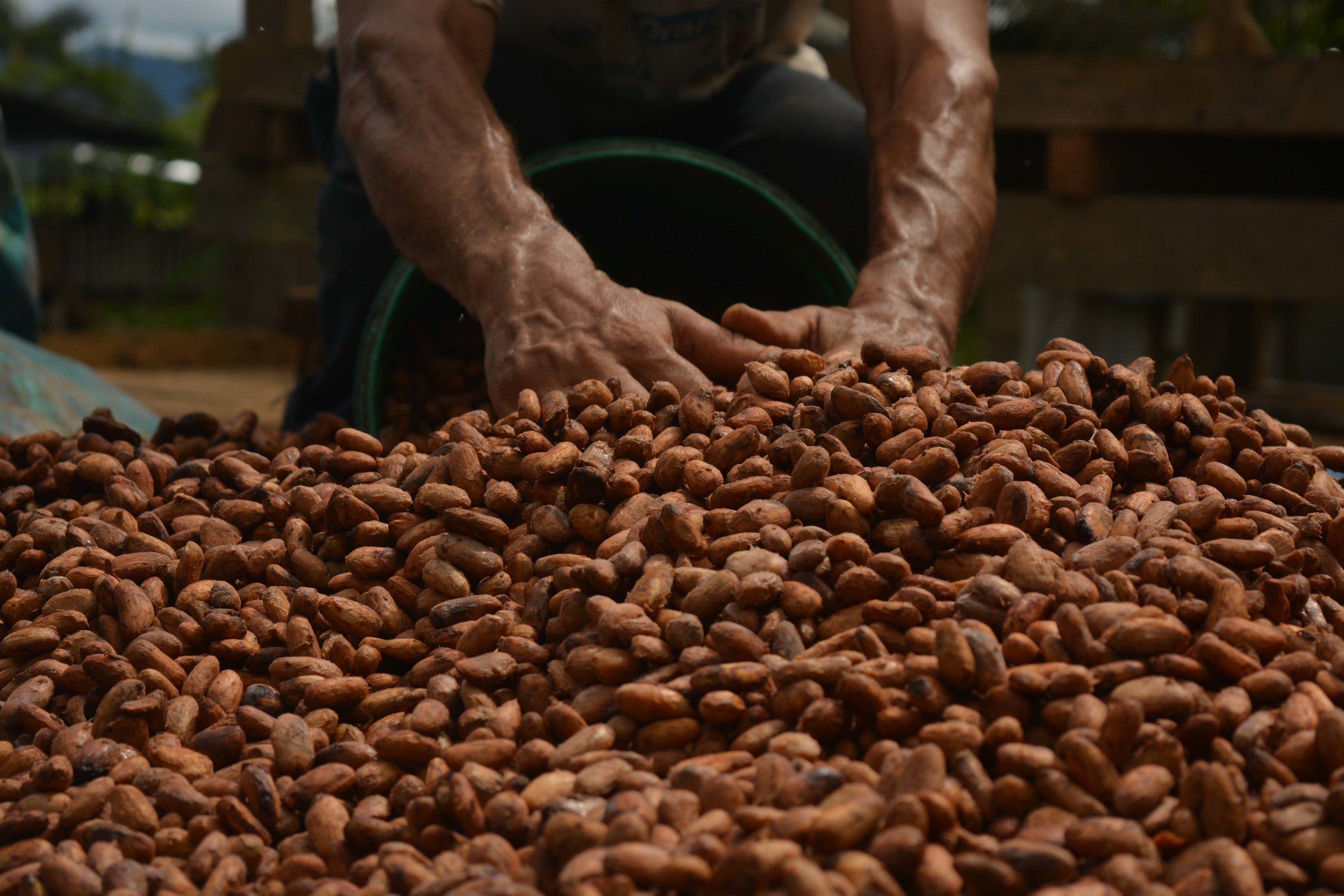 Copia de Cultivando sueños