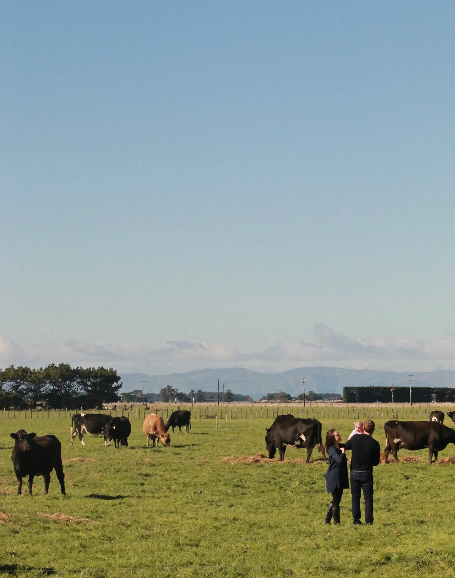 blue-sky-looking-over-herd.jpg