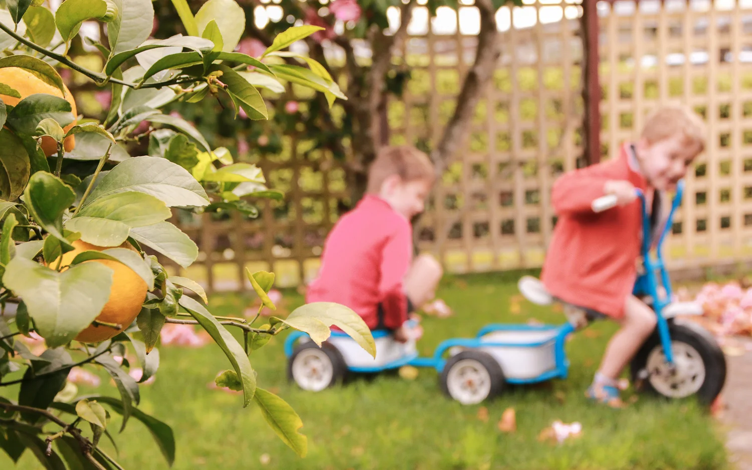 lemon-tree-in-focus-boys-playing-on-trike-in-background-out-of-focus-smiling-happy-brothers.jpg