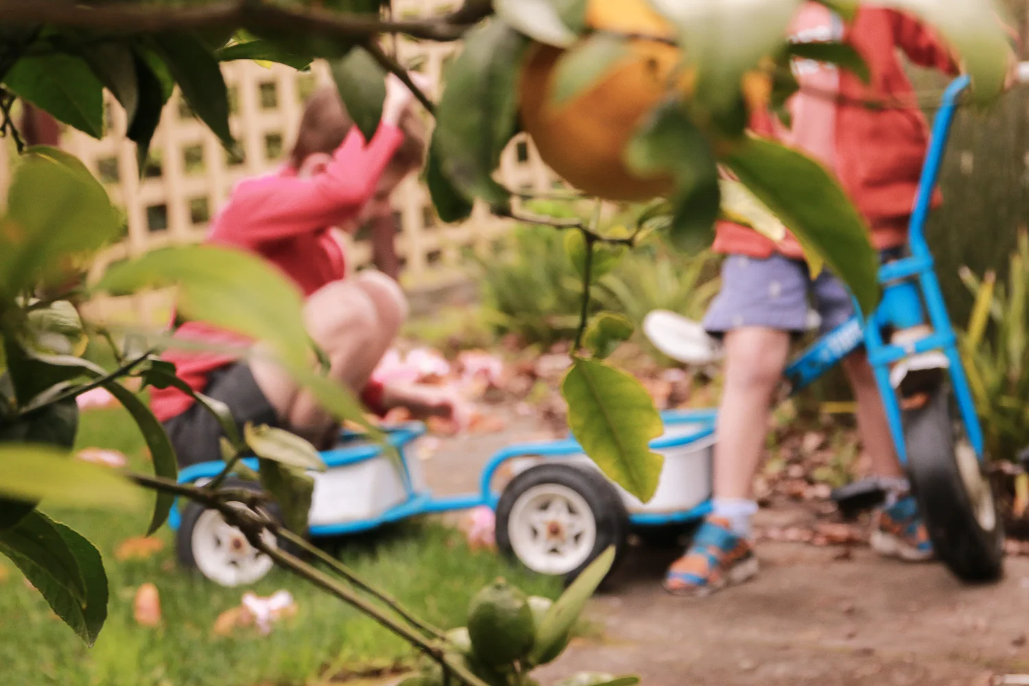 lemon-tree-in-focus-boys-playing-on-trike-in-background-out-of-focus.jpg