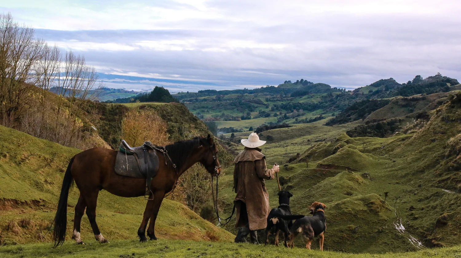 farmer-dogs-horse-moving-the-stock.jpg