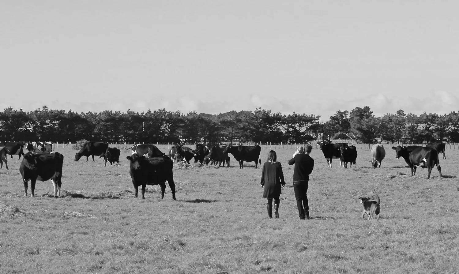 black-and-white-photo-of-family-looking-at-cows-in-paddock.jpg