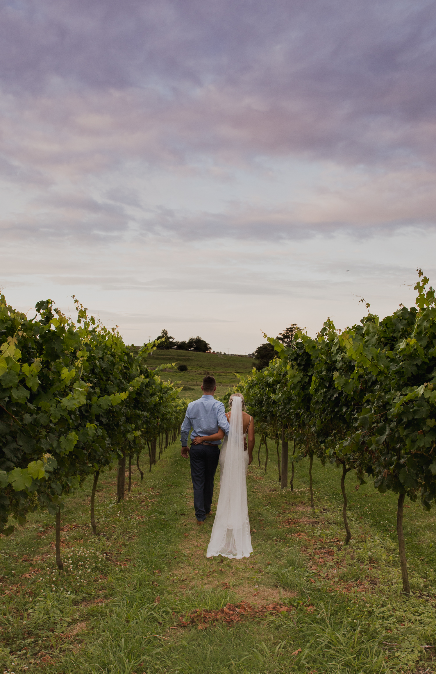 bride and groom in vines at Vilagrad Winery