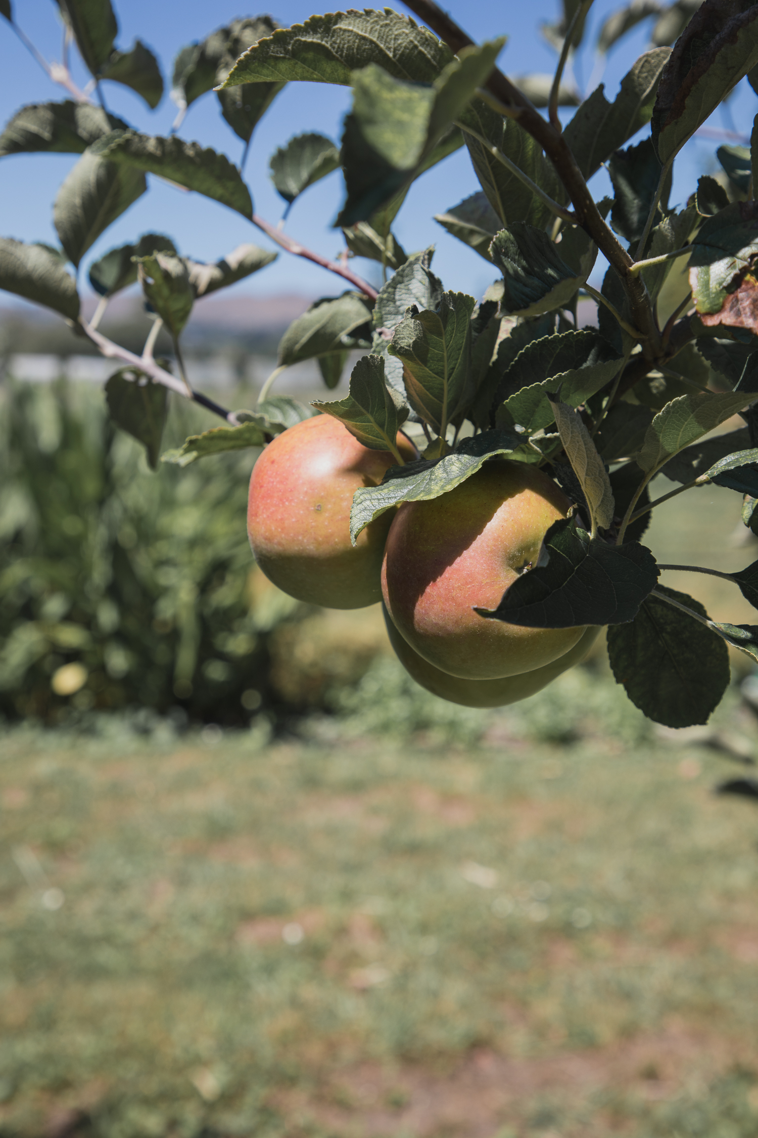 hawkes bay apples