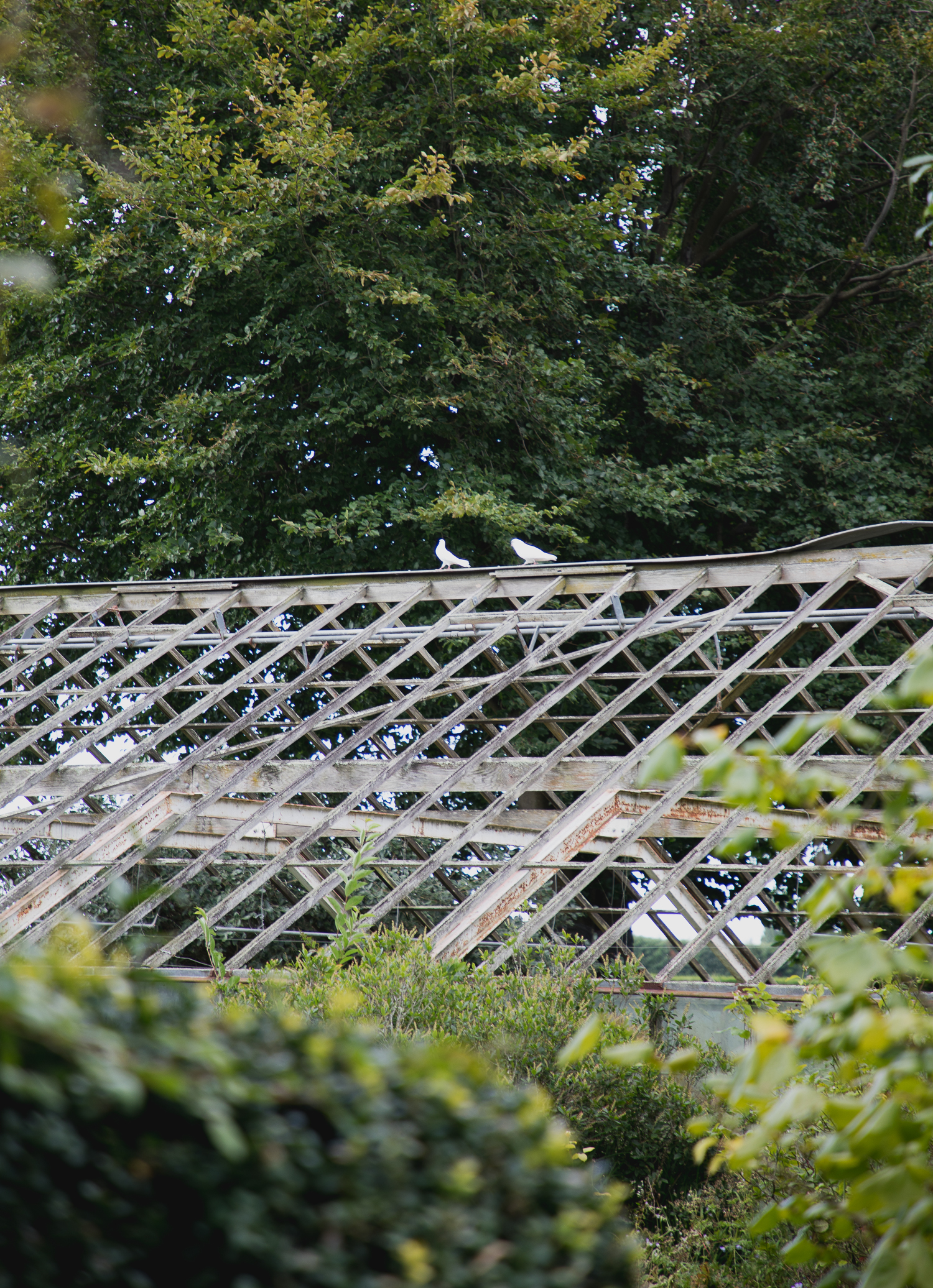 doves on abandoned glasshouse on wedding day