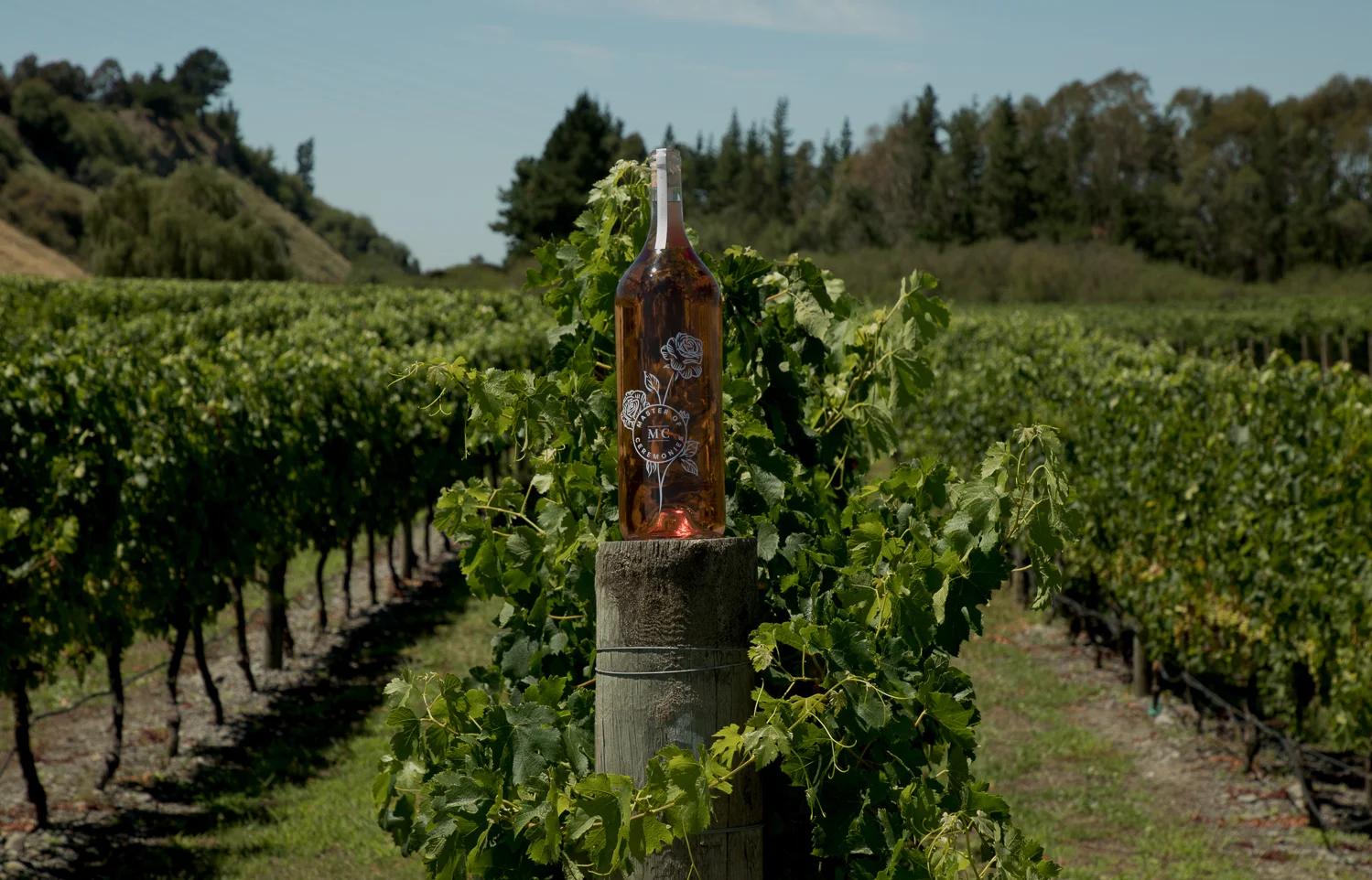 master-of-ceremonies-rose-in-the-vines.jpg