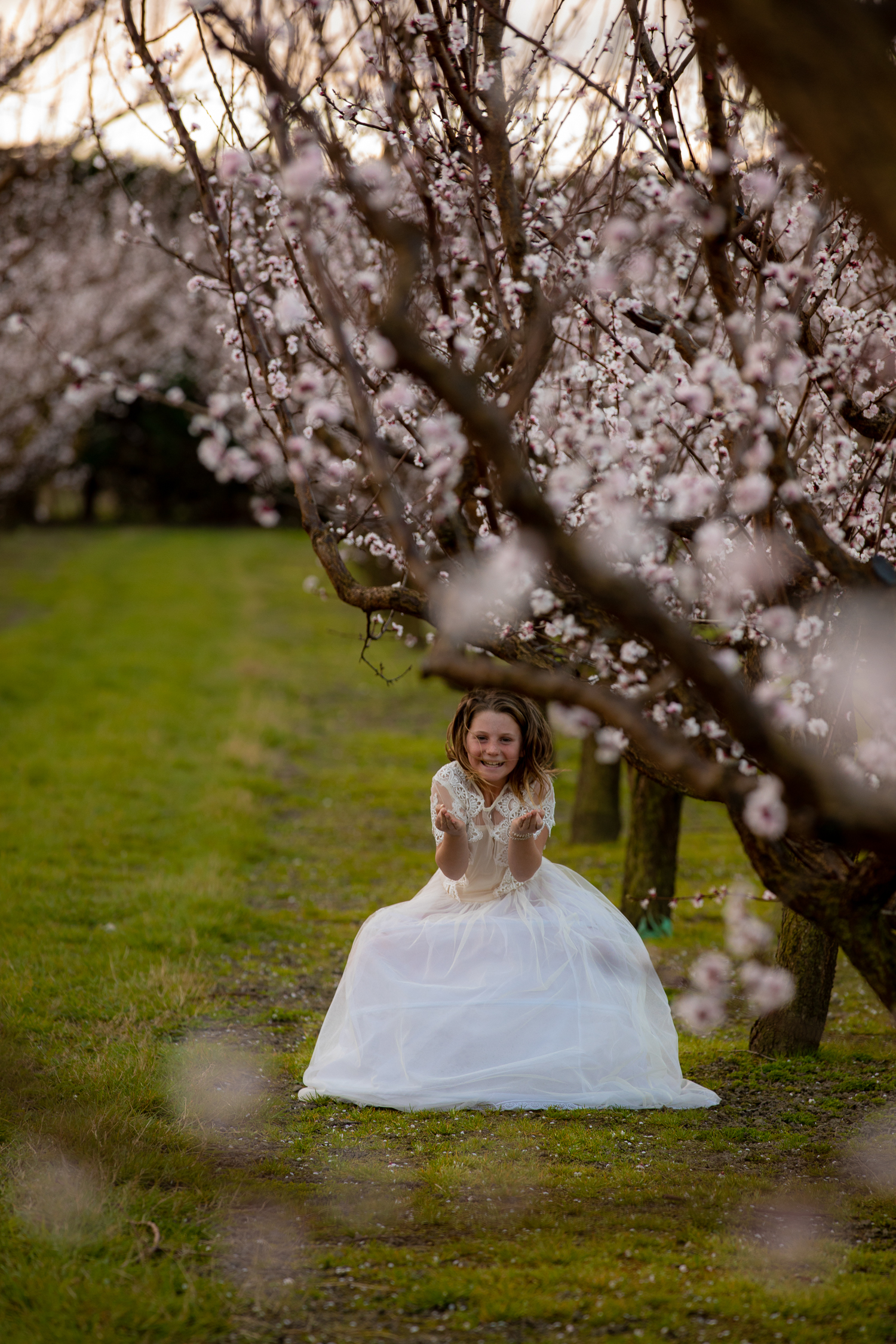 spring blossoms