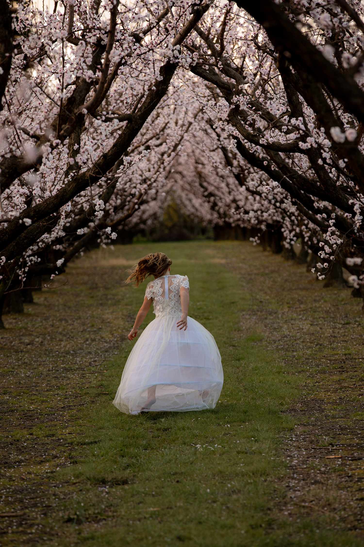 Hawkes-bay-photographer-at-sunset-in-orchard-with-smoke-bomb-little-girl-running-through-blossoms.jpg