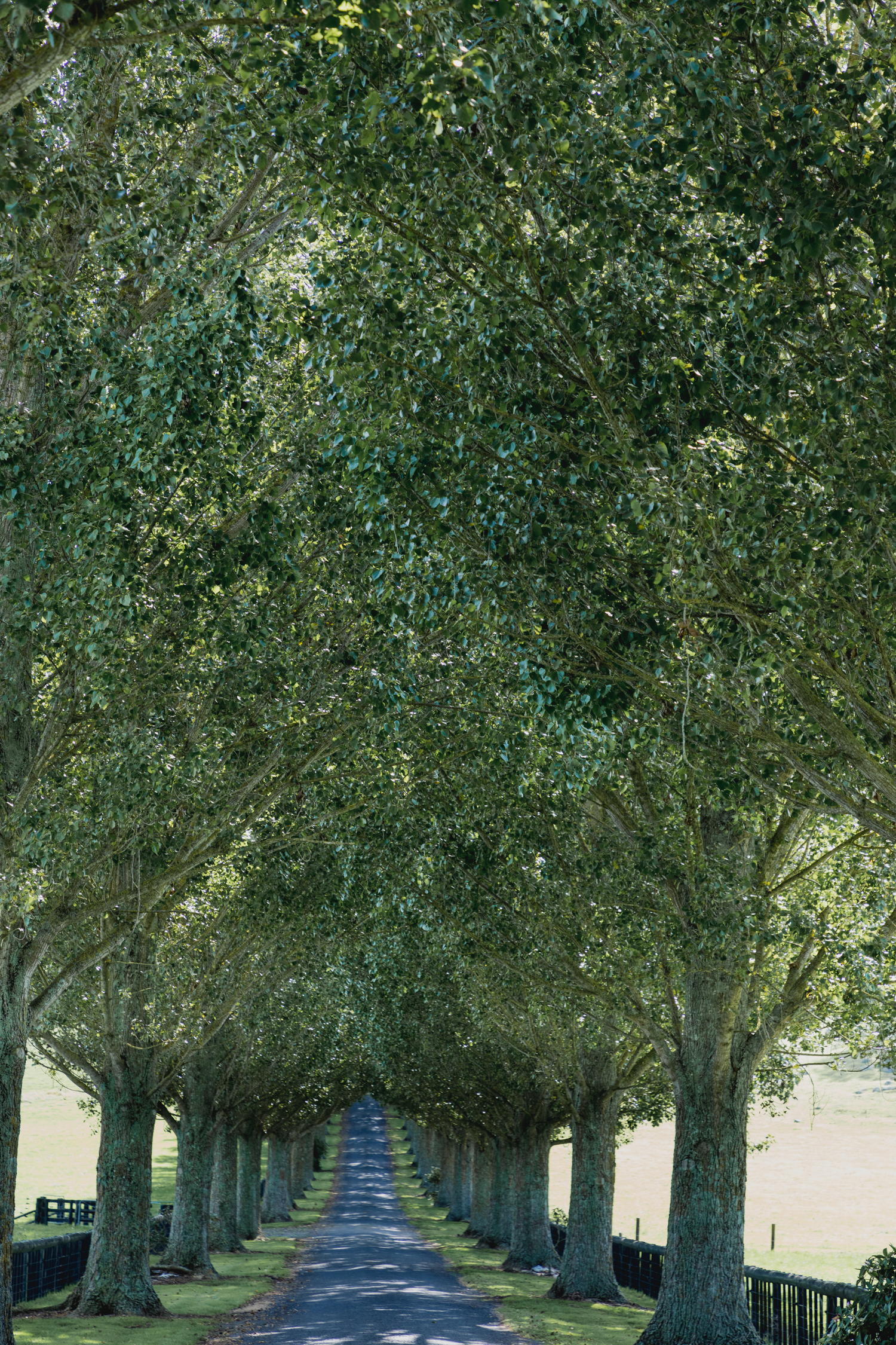 wedding-at-the-red-barn-new-zealand-wedding-photographer-tree-lined-driveway-old-oak-trees.jpg