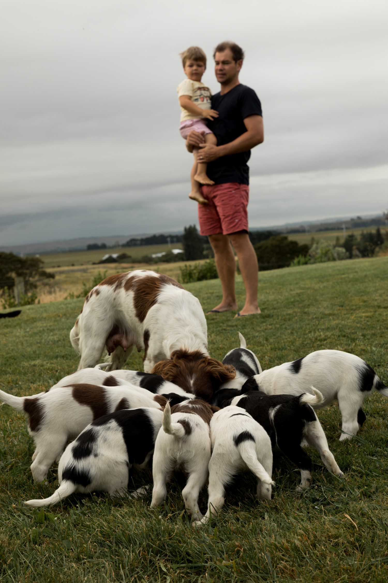 hawkes bay farming kids playing with dog