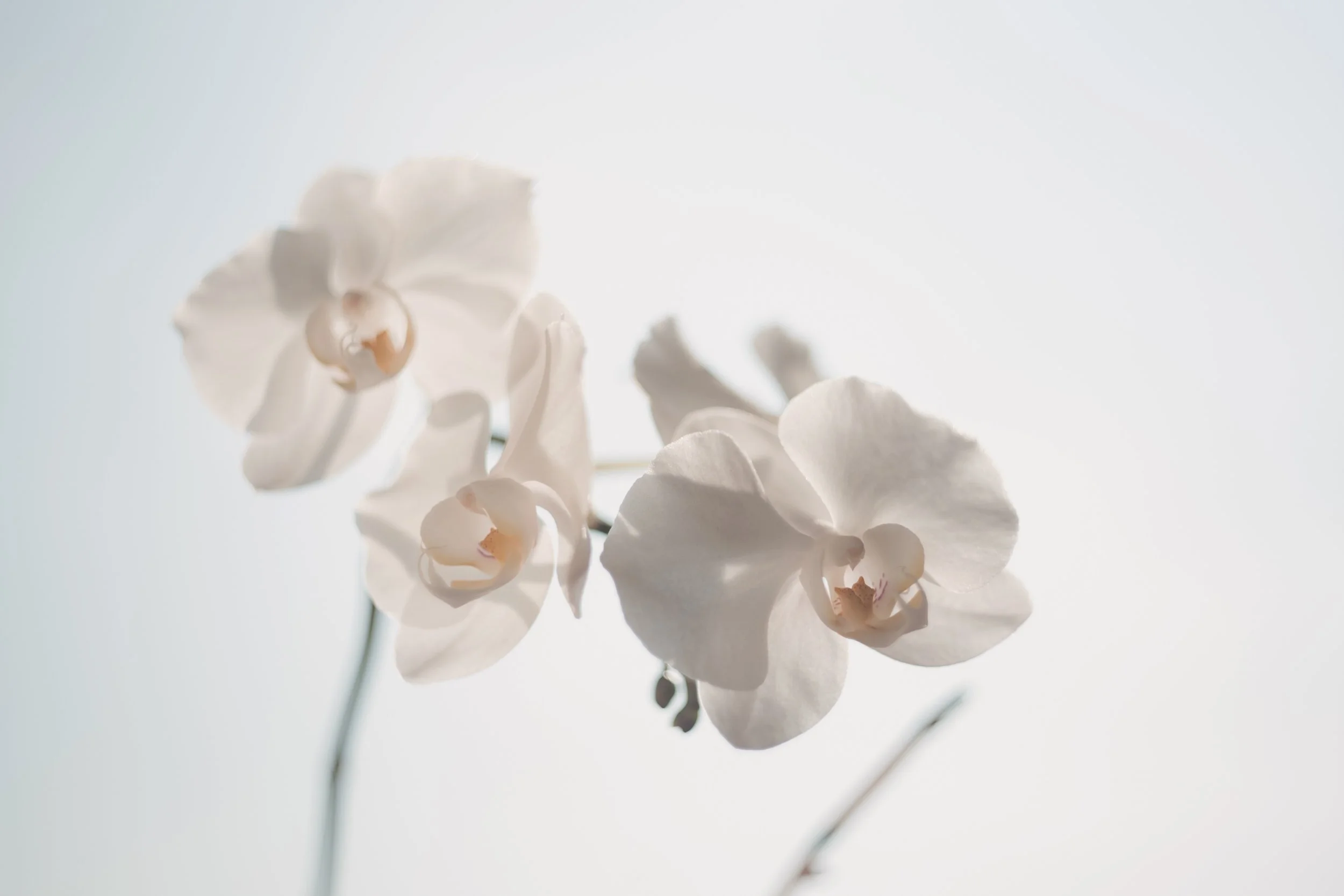 orchid white background.jpg