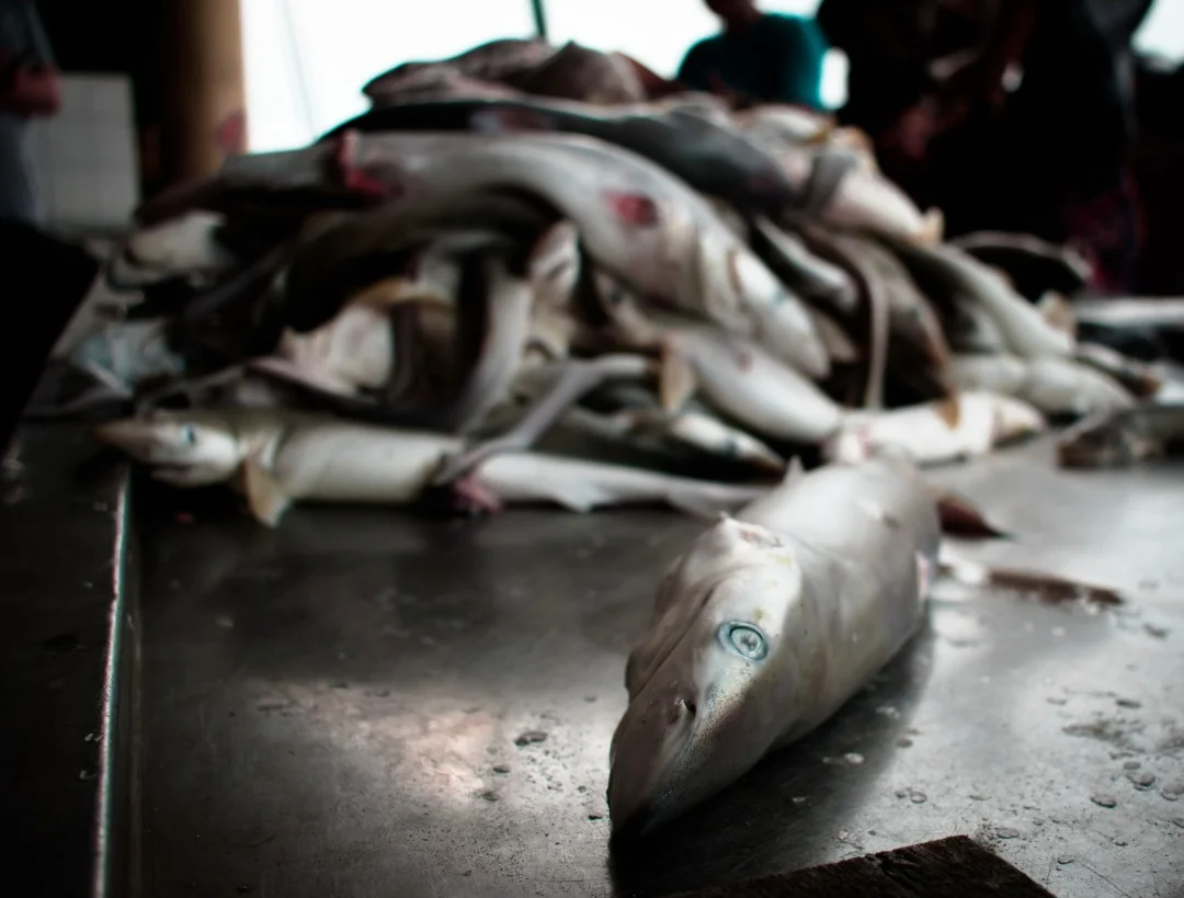 FISH MARKET EXCURSION