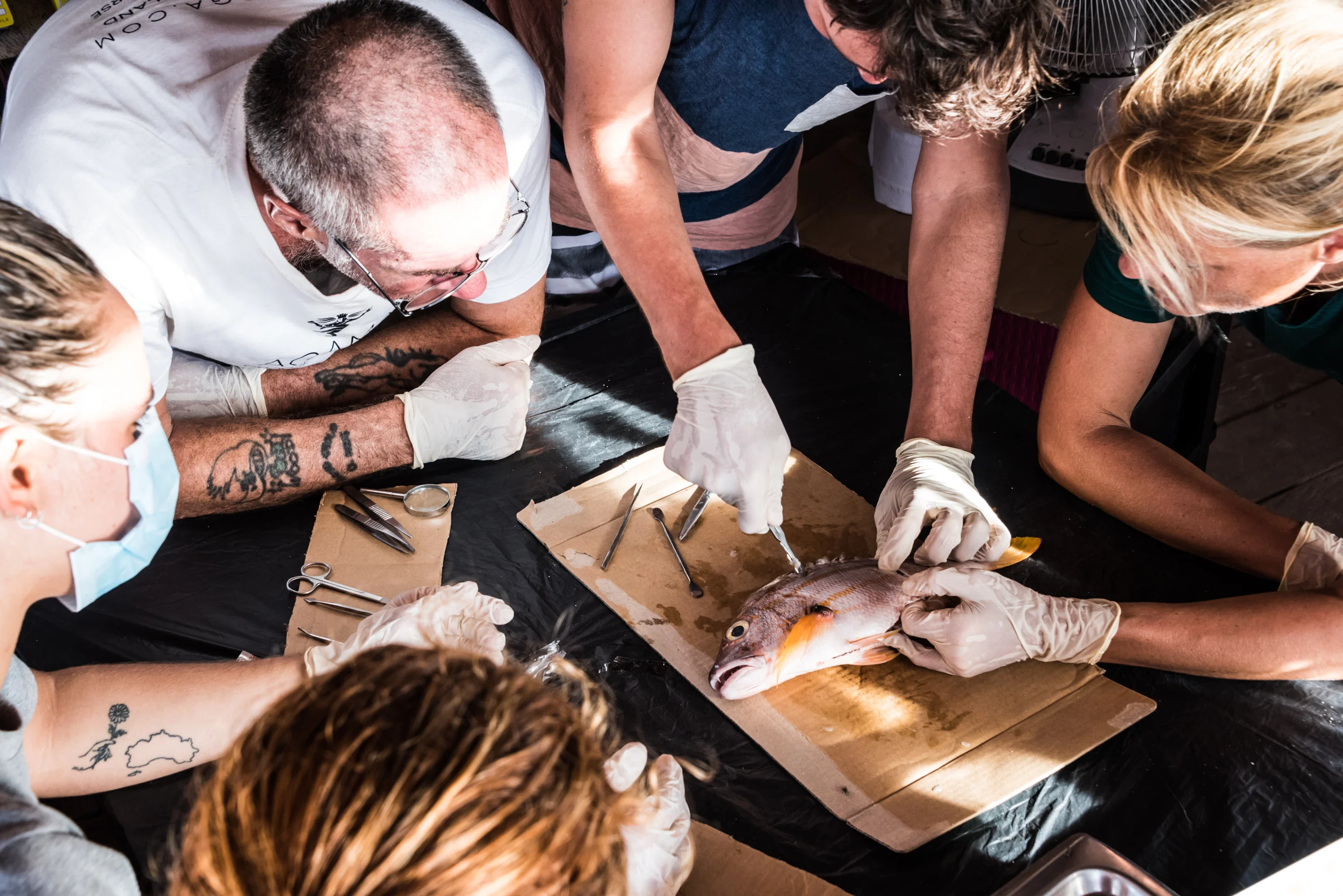 FISH DISECTION