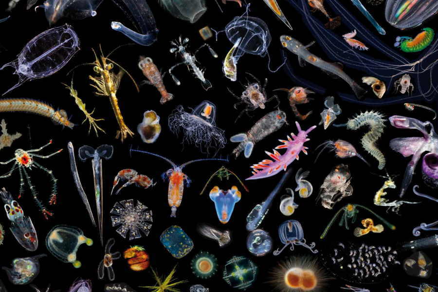 Зоопланктон зоопланктон. Зоопланктон и фитопланктон. Зоопланктоны ракообразные. Рачки планктон.