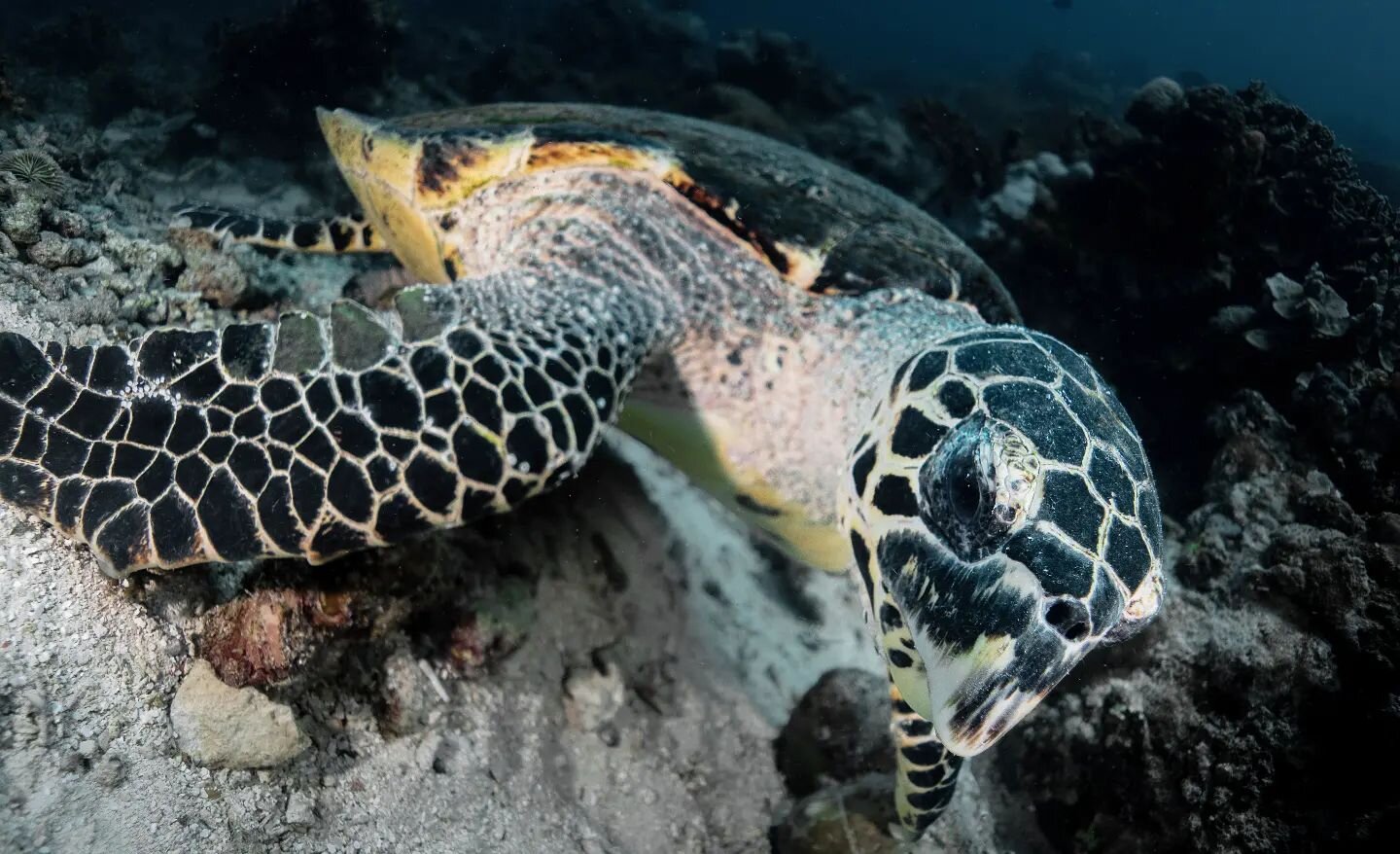 Is it me? Or do Hawksbill Turtles always look like they are about to  have a go at you😂😂🐢

#blue #turtle #hawksbillturtle #endangeredspecies #diving #scubadivers #planet #scuba #marinebiology #oceanlife #scubadiving #scubadive #ourblueplanet #blue