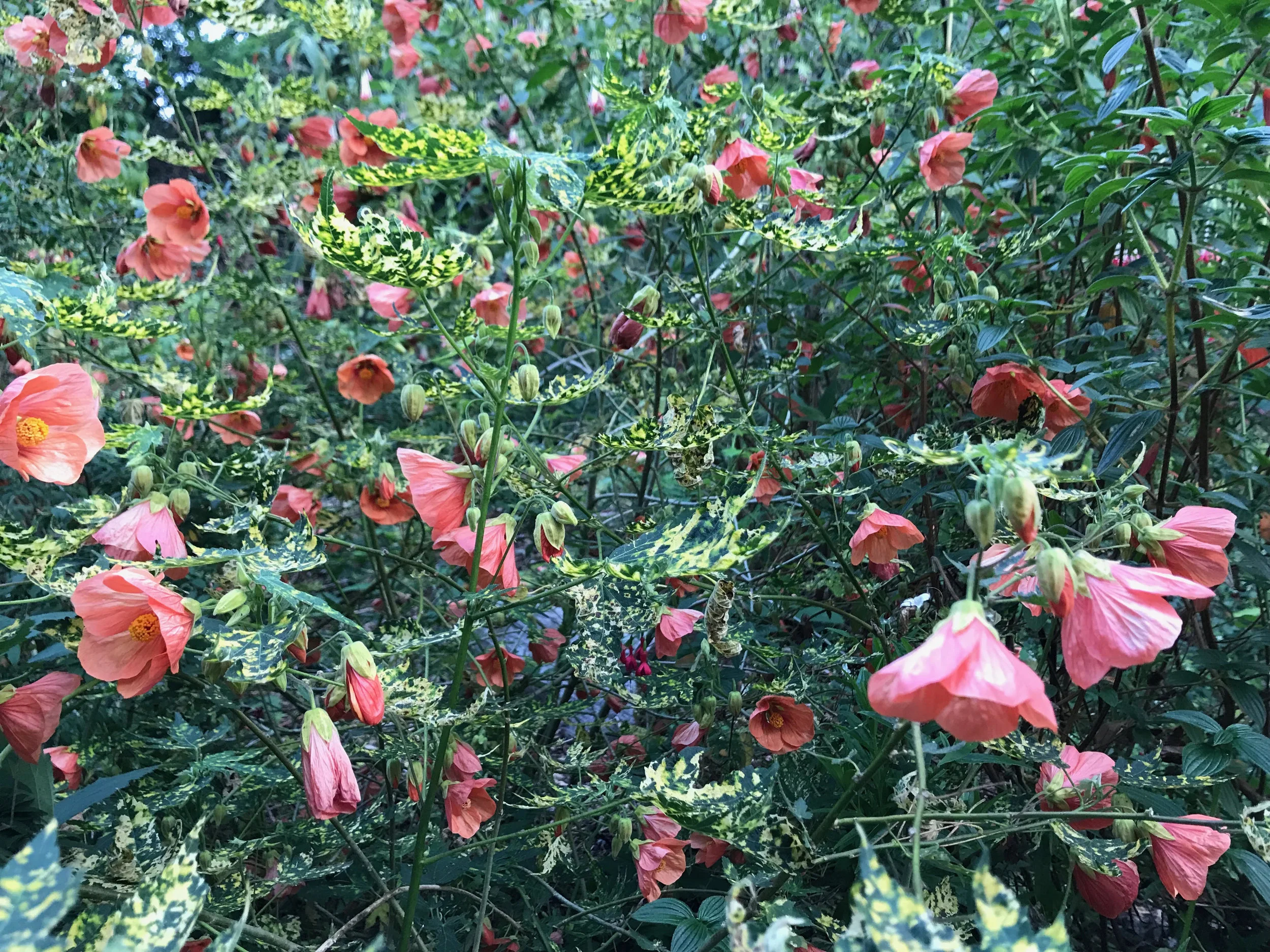 Flowers_Golden_Gate_Park_Diana_Berlin.jpg