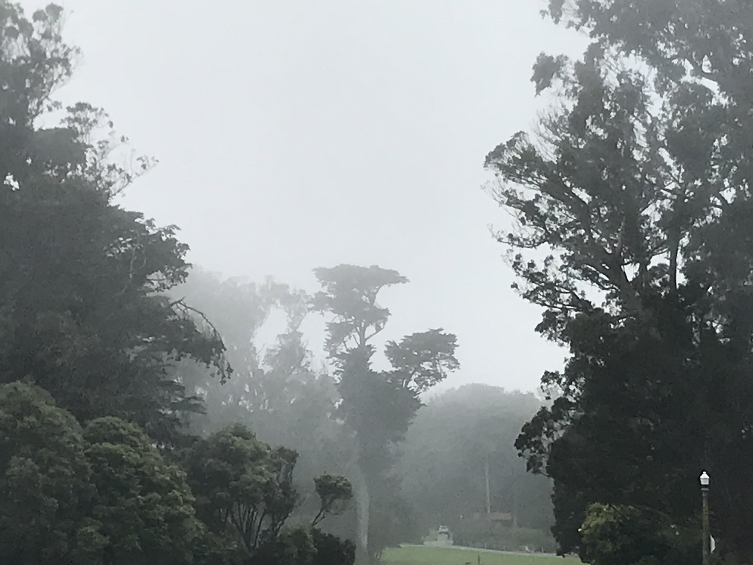 Golden Gate Park, yesterday in the fog. Pixelated because I zoomed in to get the cars out of the frame.
