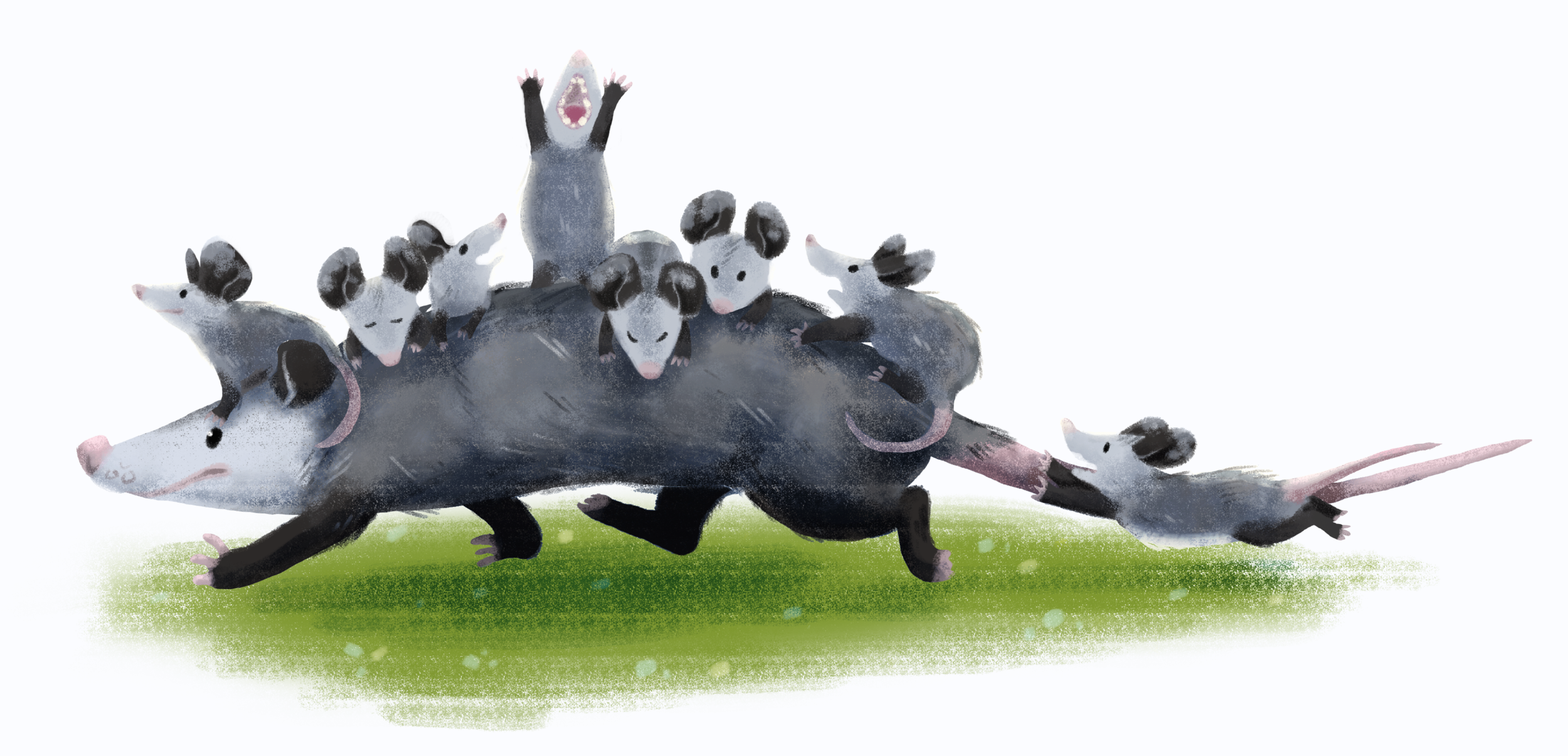 Momma Possum