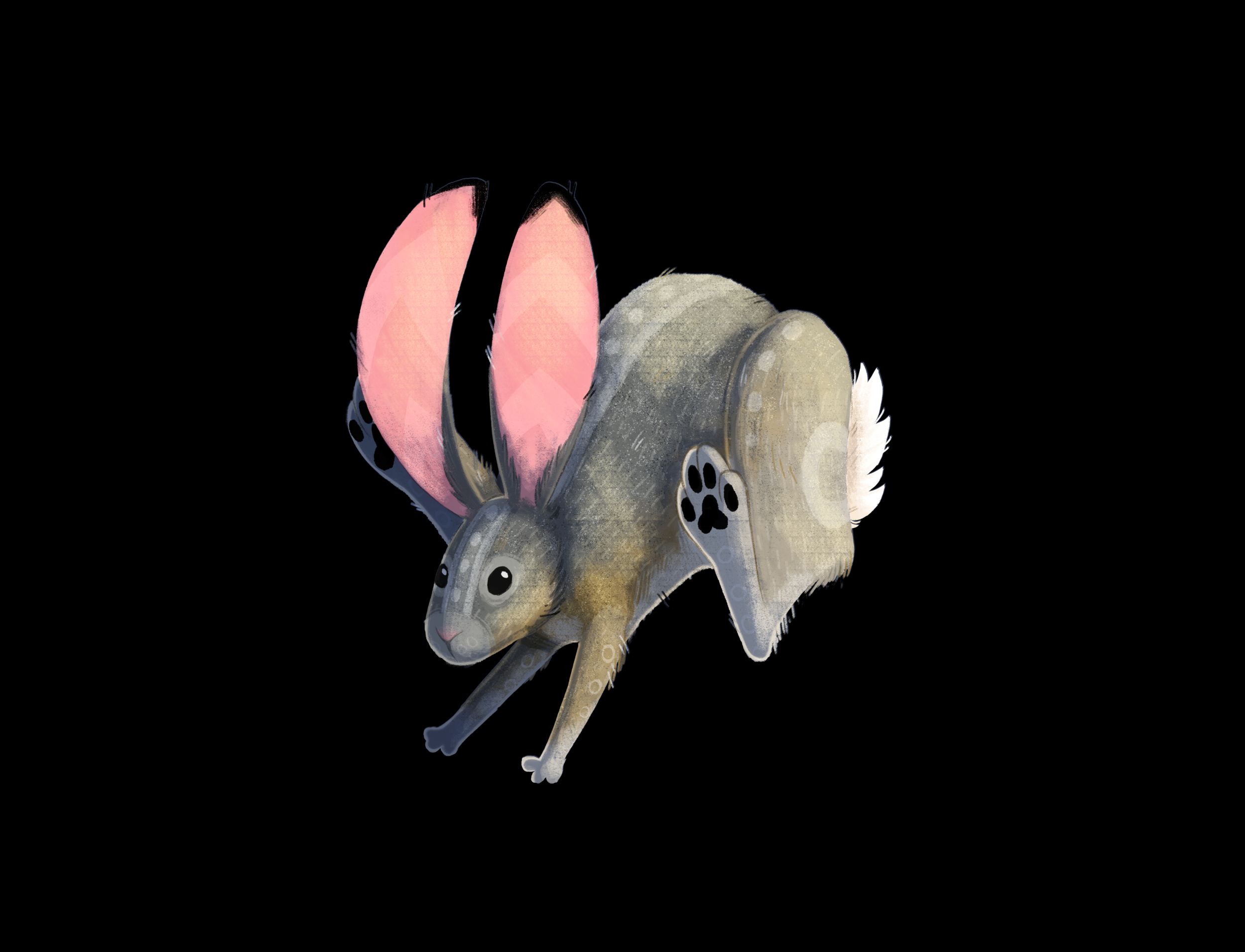 Jackrabbit