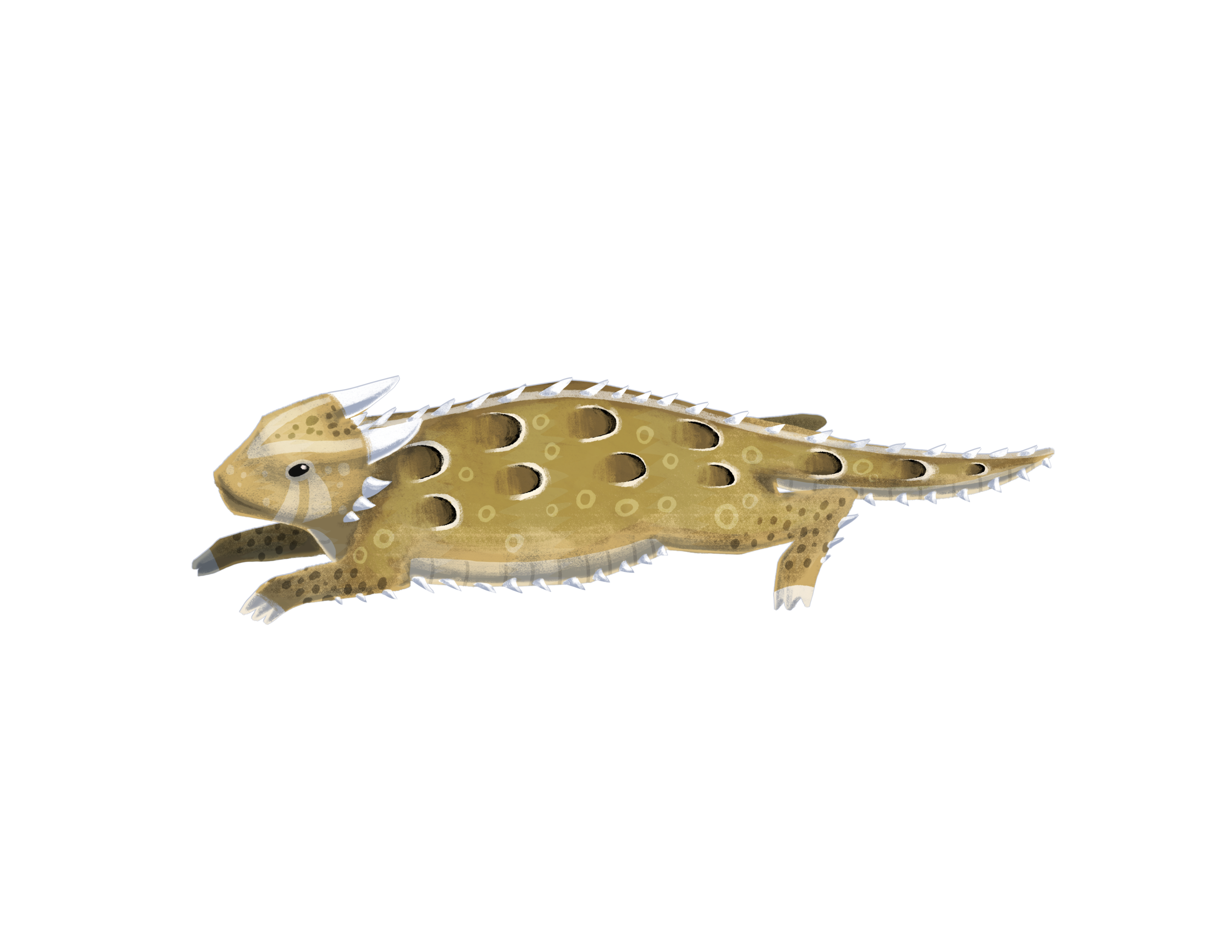 Horny Toad