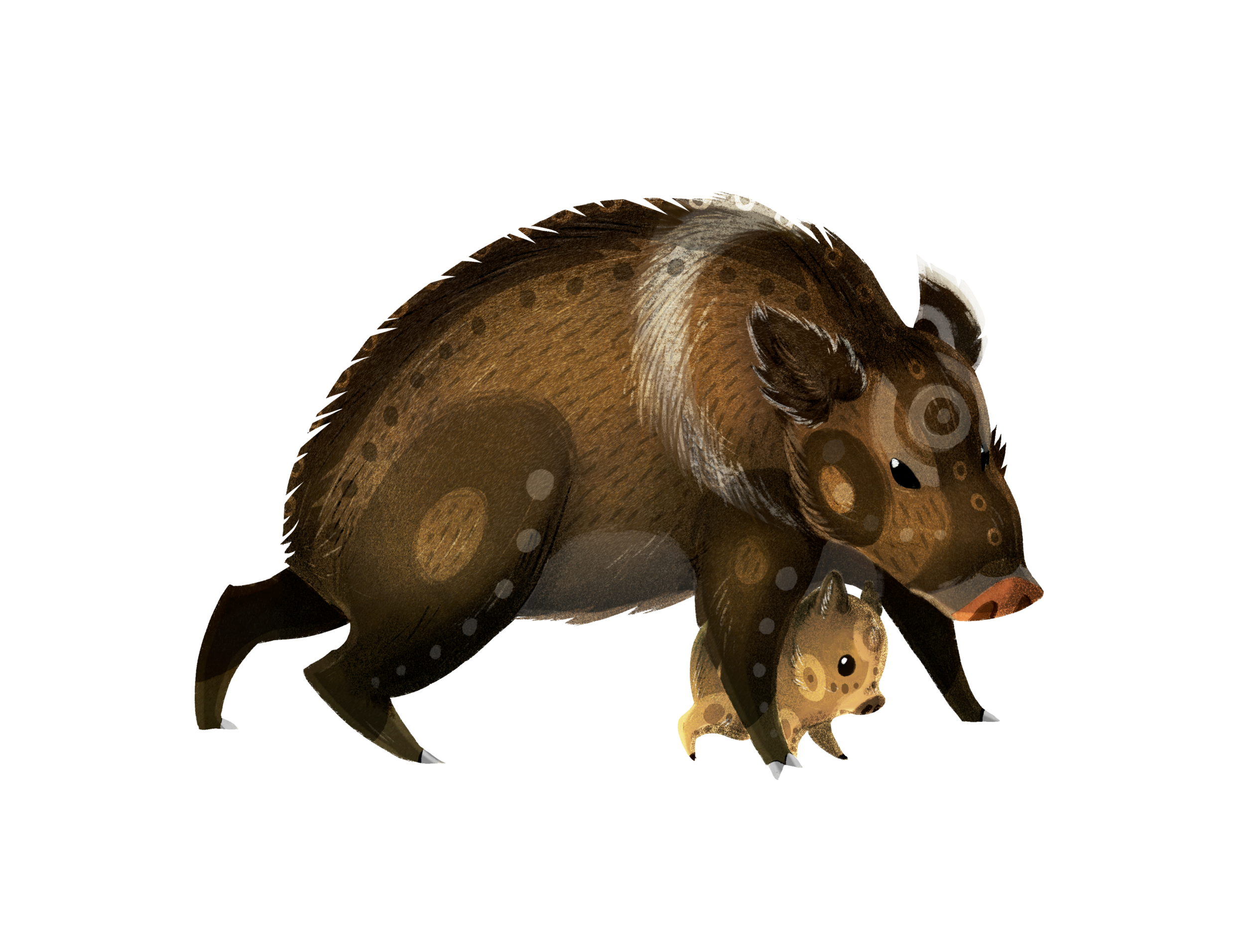 Javelinas