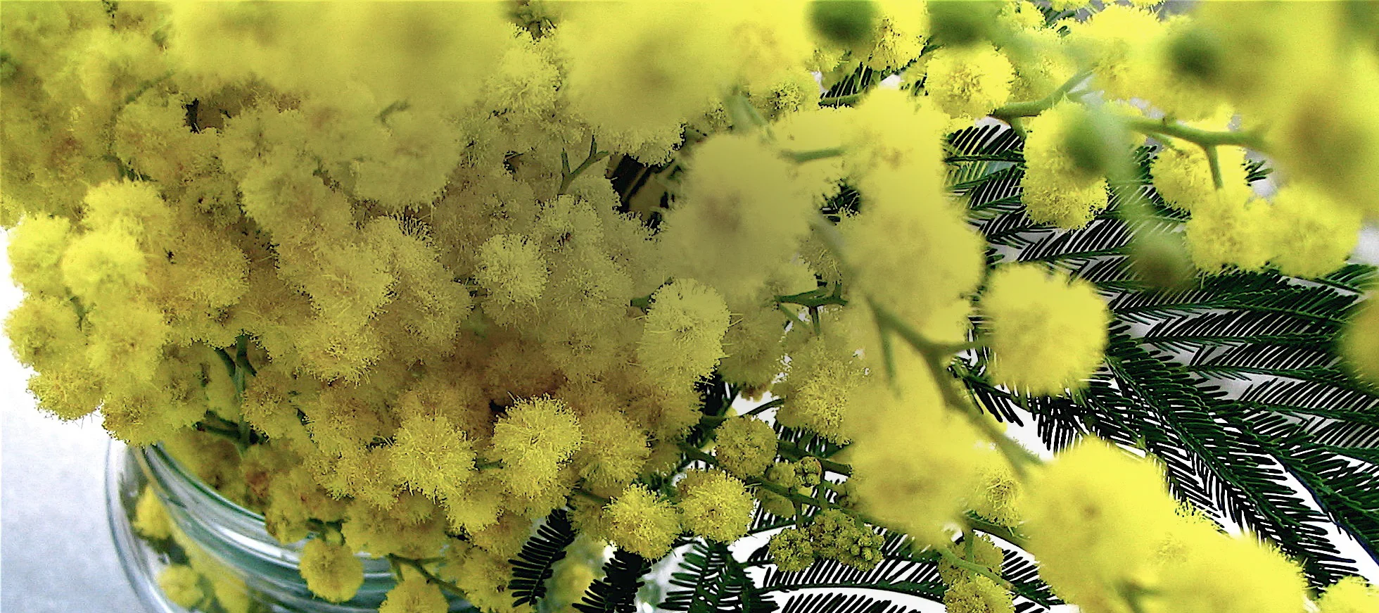 wattle.jpg