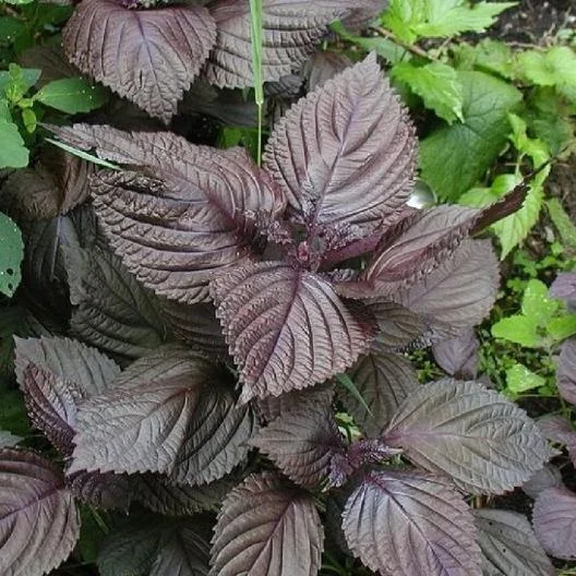 ORGANIC : Perilla Oil Rich in fatty acids, Perilla nourishes hair fibers and polishes the stem while soothing and calming the scalp, this amazing plant has an elevated presence of flavonoids makes it an anti-aging rockstar.