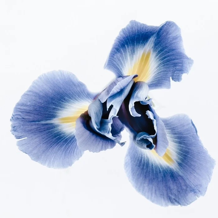 BIODYNAMIC IRISA flower rich in Phytoestrogens with toning, reinvigorating properties for lifeless, dull, damaged hair. The presence of rhizomes favours cell renewal and regeneration.