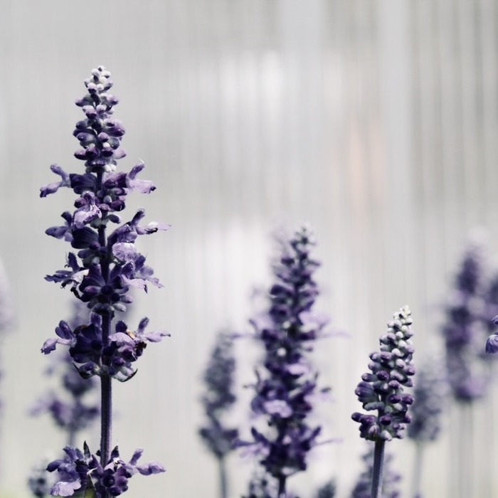 BIODYNAMIC LAVENDAR Regenerating and rebalancing for the scalp, damaged hair, and body in general. Performs refreshing, toning and soothing actions on scalp and hair. Its aromatherapeutic fragrance induces relaxation and tranquility.