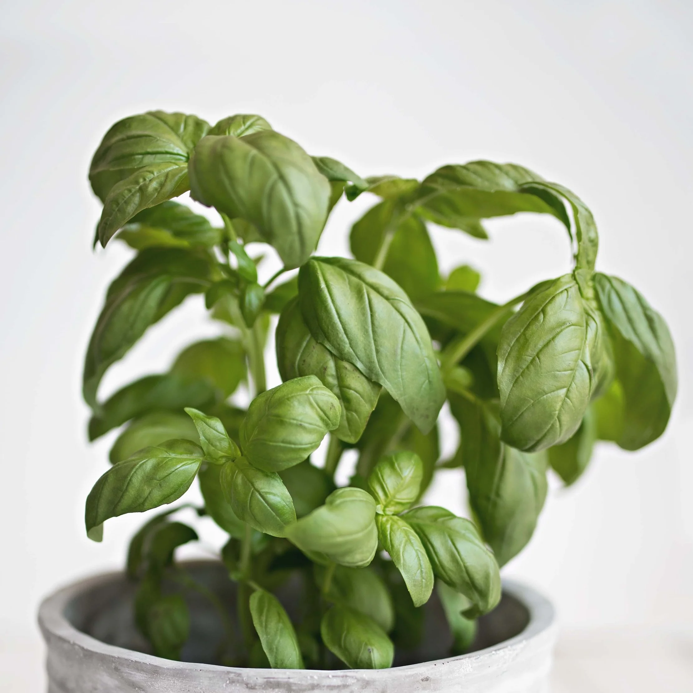ORGANIC BASIL This versatile herb gives nutrition, moisture and radiance to damaged hair fibers. It carries out a toning and strengthening action on weak hair. The extract of basil res restorative, refreshing and promotes physical and mental relaxation.
