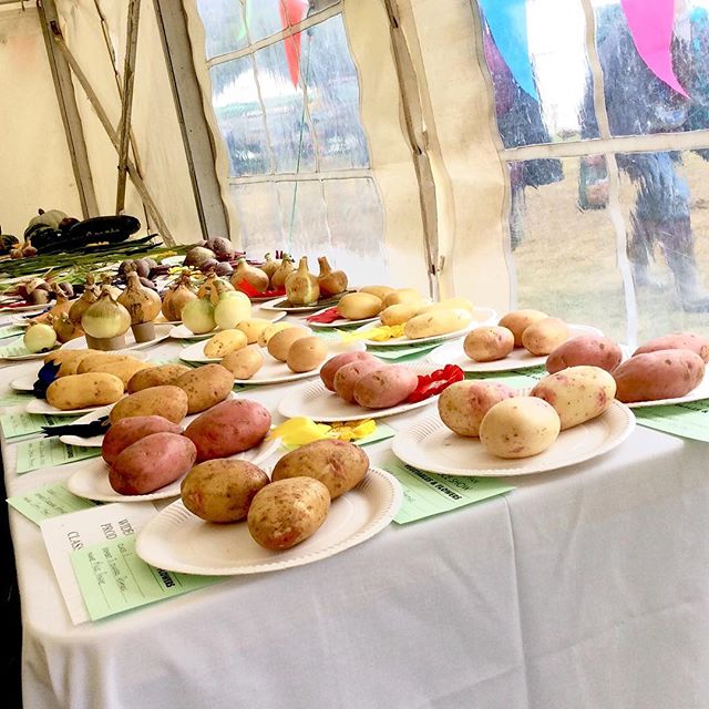 Some good-looking spuds in the Produce show... #widecombefair #homegrown #produce #countryliving