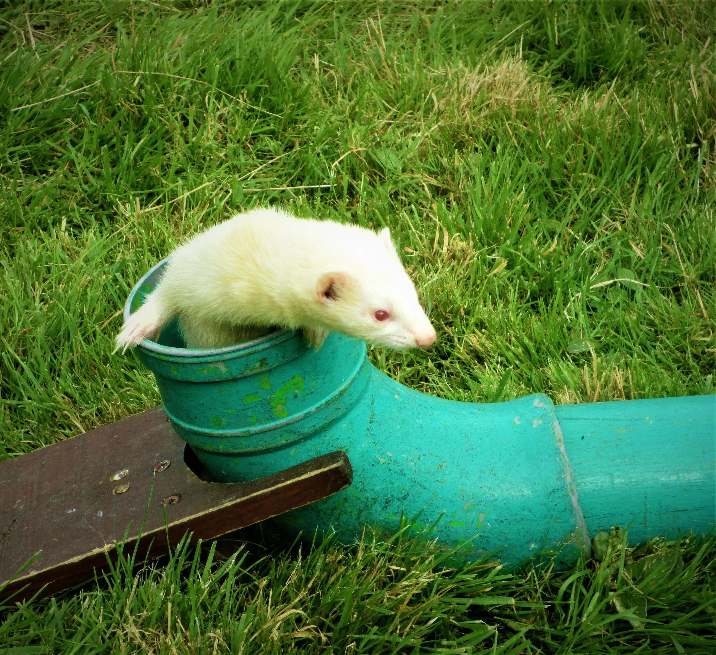 ferret.jpg