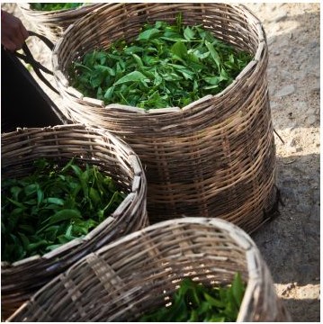 Plucked tea leaves in baskets