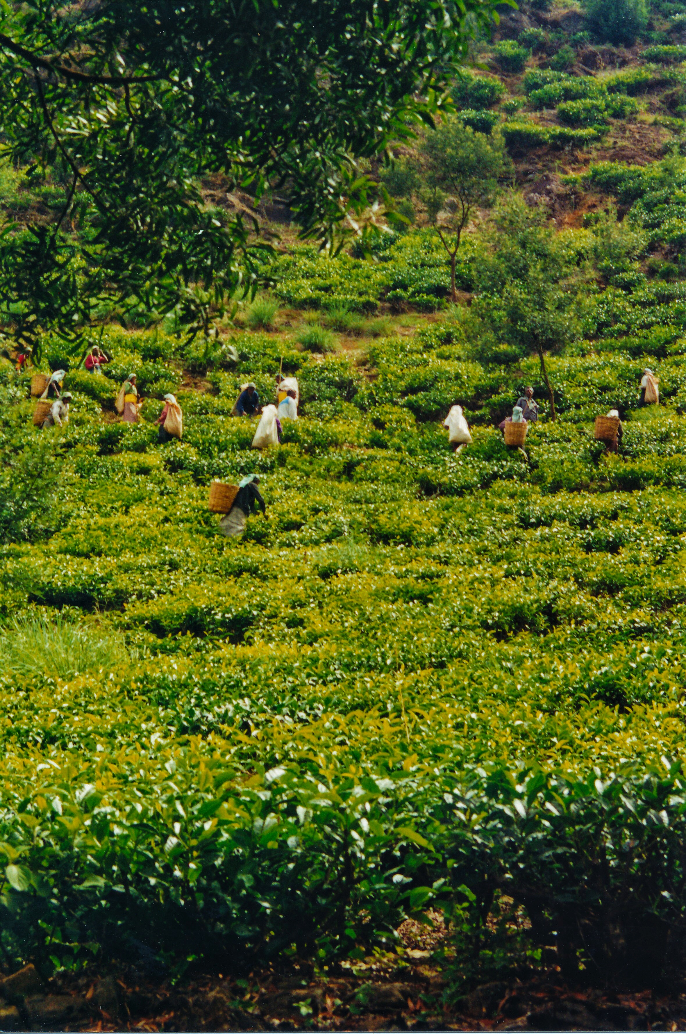 Tea pluckers in Nuwara Eliya.jpg