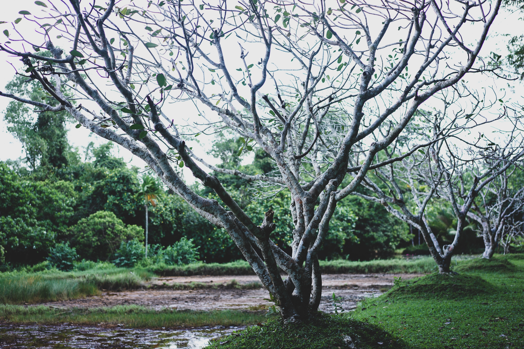 Lunuganga Garden - Geoffrey Bawa