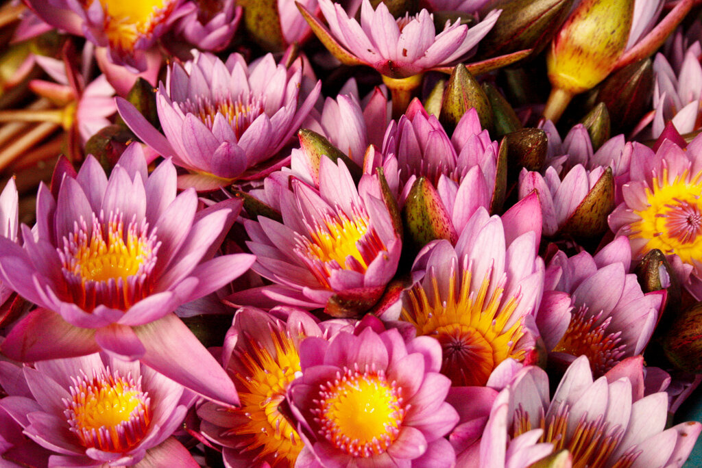 Lotus flowers in Sri Lanka