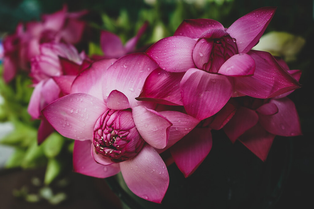 Lotus flowers in Sri Lanka