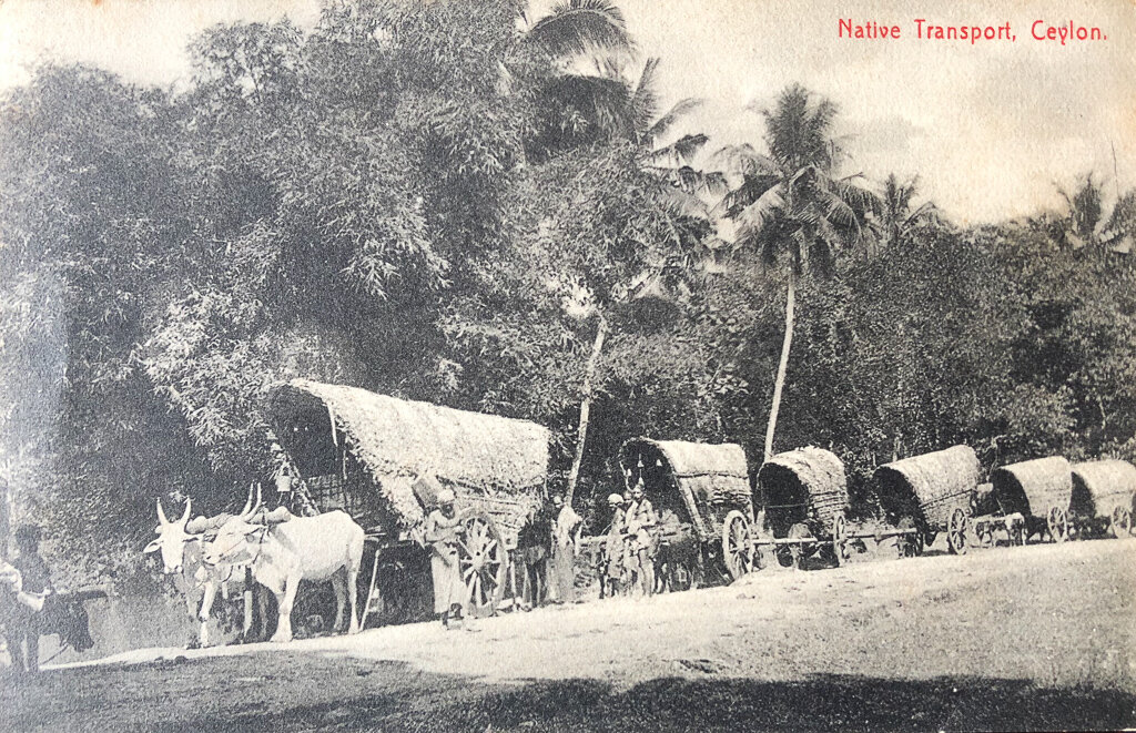 Vintage Postcard of Sri Lanka
