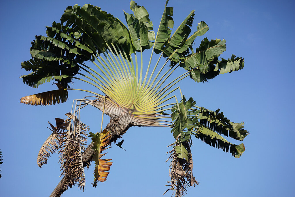 Palm in Viharamahadevi Gardens, Colombo 7