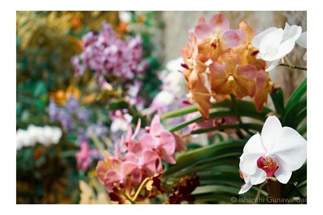 From the Orchid House in the Peradeniya Gardens near Kandy. #srilankabyish