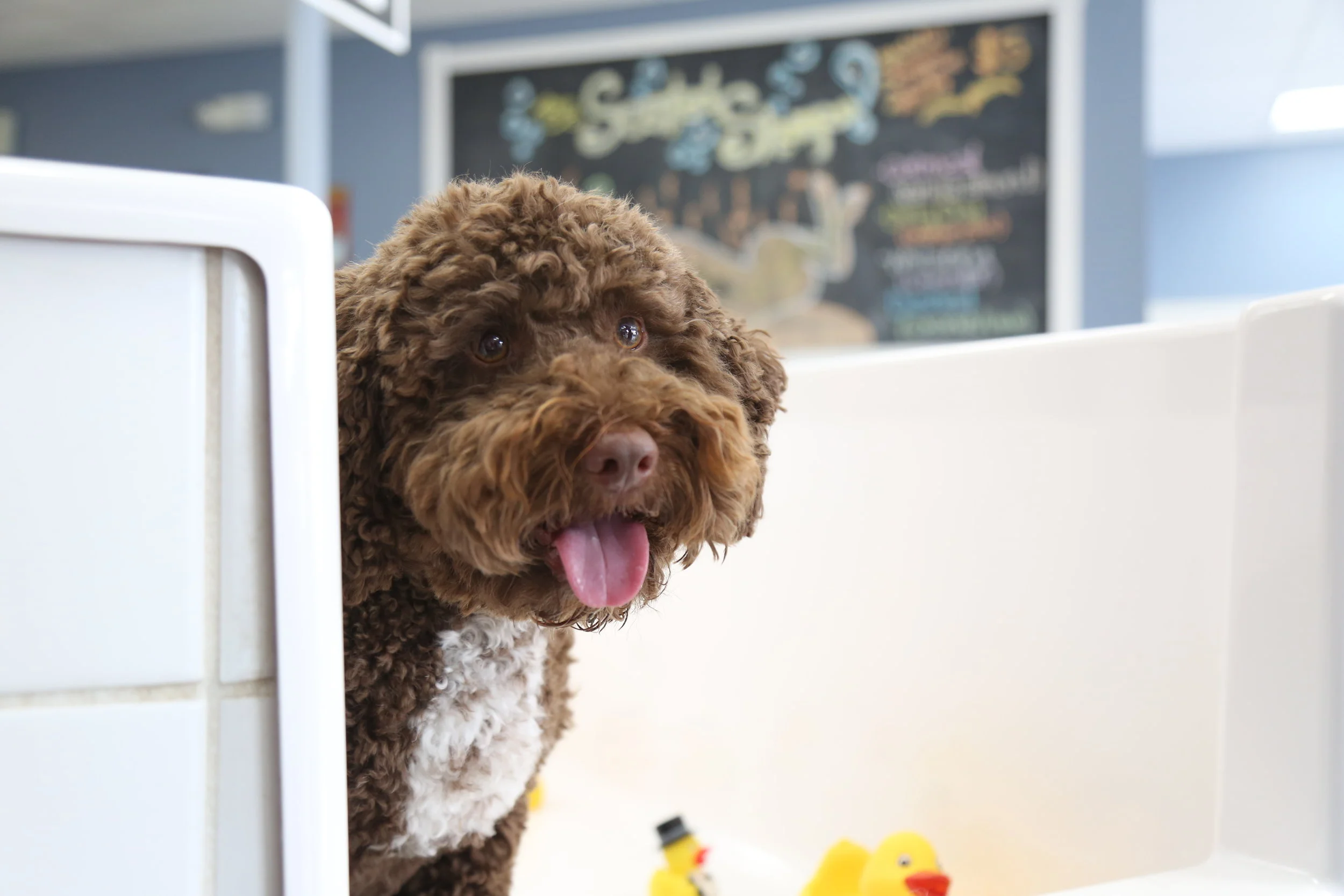 affordable flea and tick control